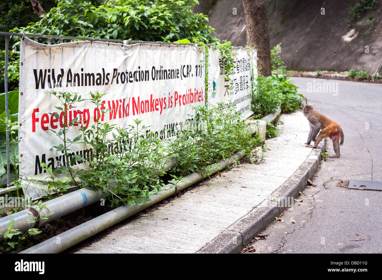 'No Feeding' sign at Monkey Mountain, Kowloon, Hong Kong Stock Photo
