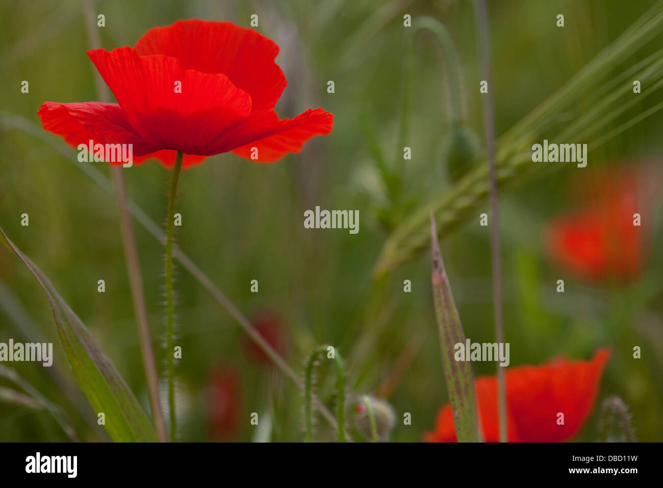Poppies growing in fields in England Stock Photo Alamy