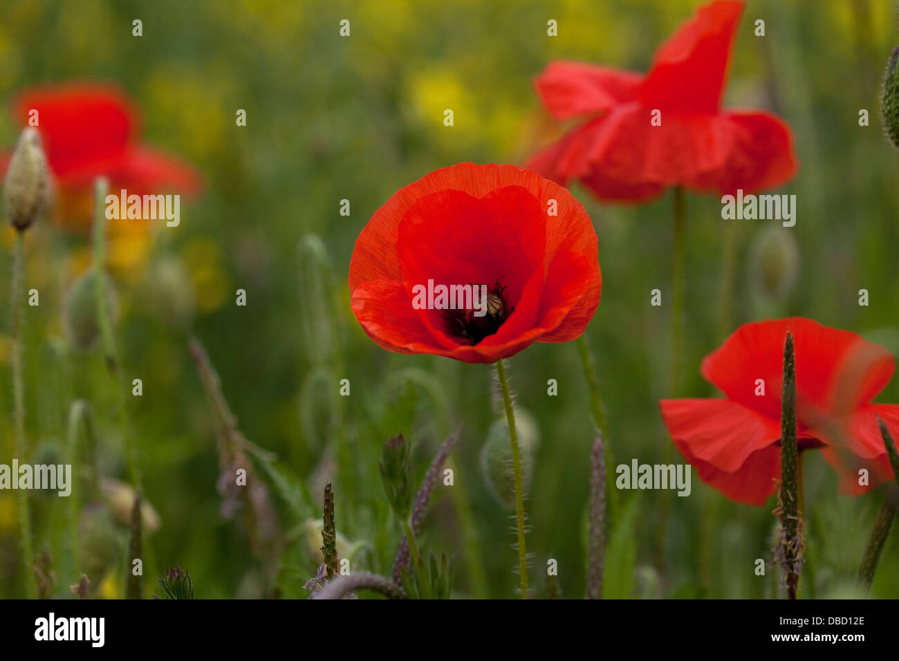 poppies growing in fields in England Stock Photo