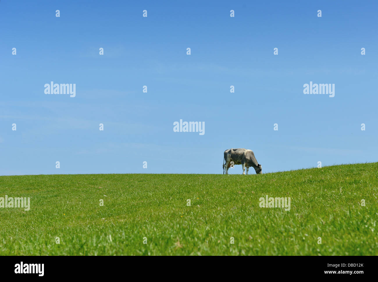 one cow grazing on grass horizon and blue sky Stock Photo