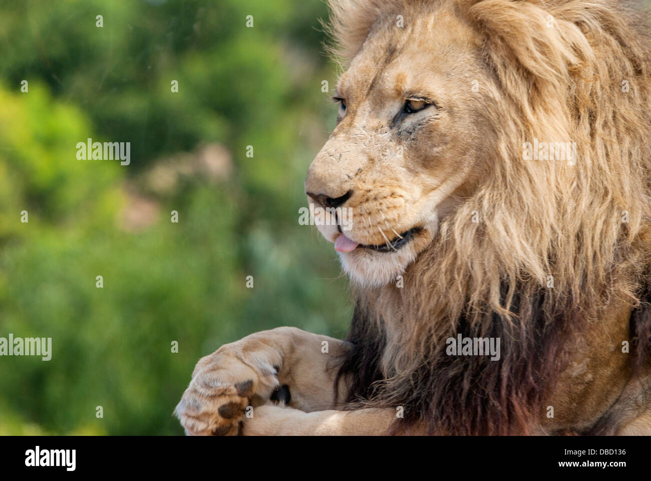 Lion Fur Close Up High Resolution Stock Photography and Images - Alamy