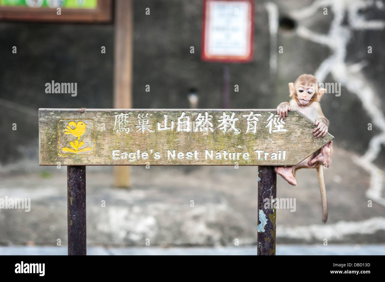 Baby monkey climbing on a wooden sign in Kam Shan Country Park, Hong Kong Stock Photo