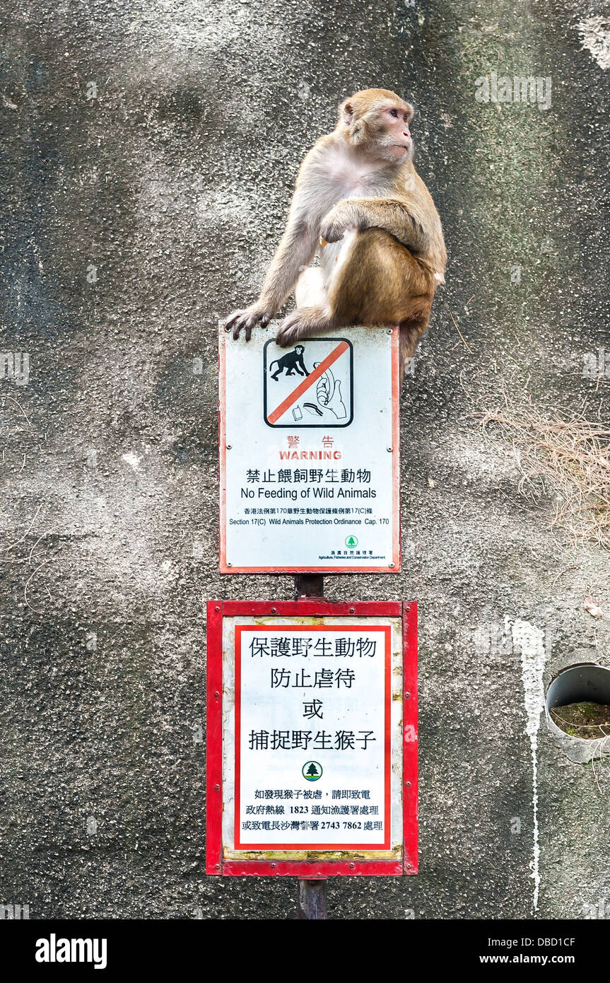 Rhesus Macaque sitting on a 'No Feeding' sign, Kam Shan Country Park, Hong Kong Stock Photo