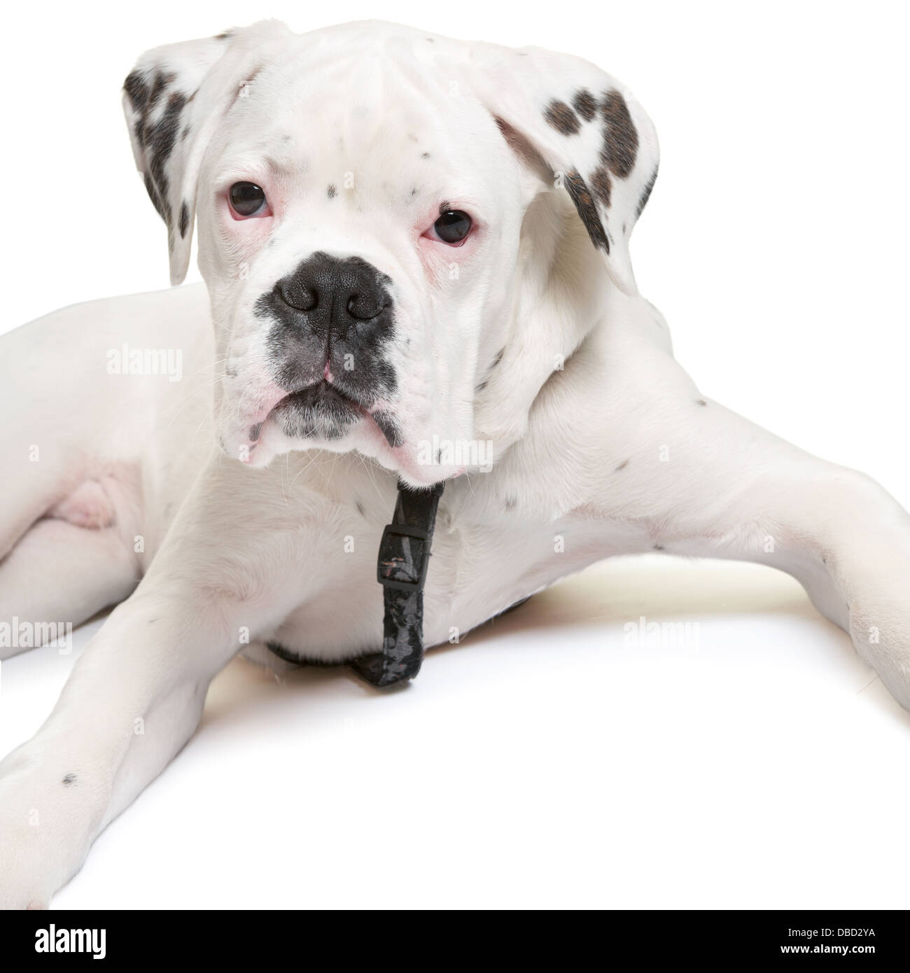 Young albino boxer dog looking into the camera Stock Photo - Alamy