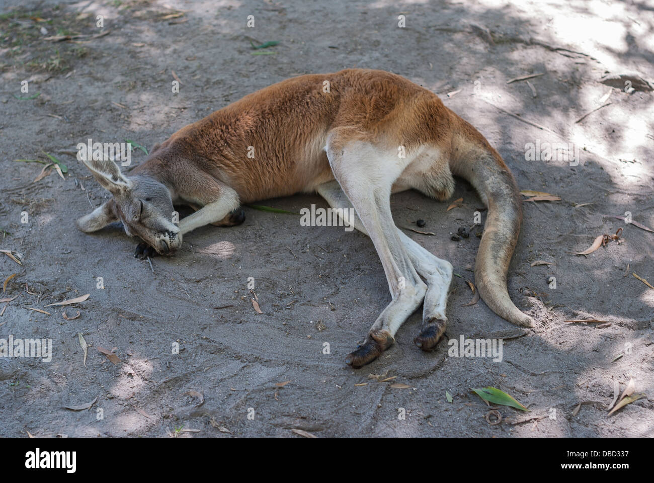 A red kangaroo sleeping on the ground using its front paws as a pillow Stock Photo