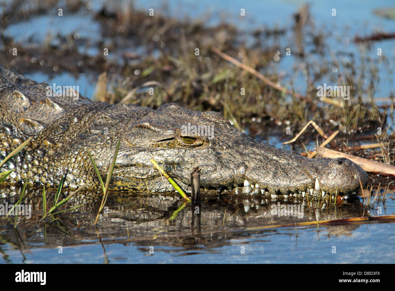 A nile croc basking on a sandbank Stock Photo