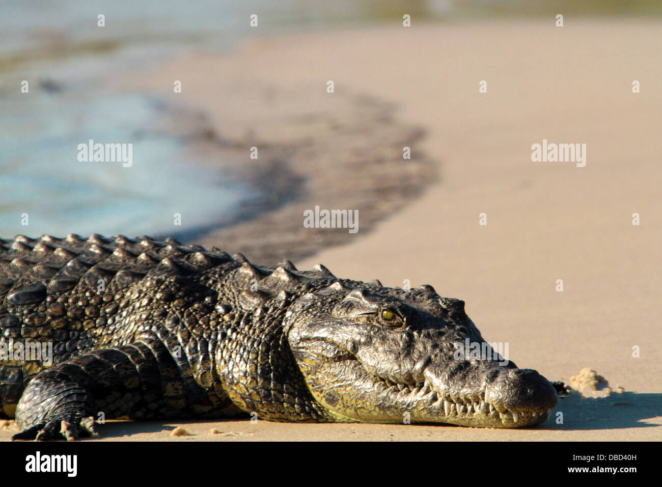A nile croc basking on a sandbank Stock Photo