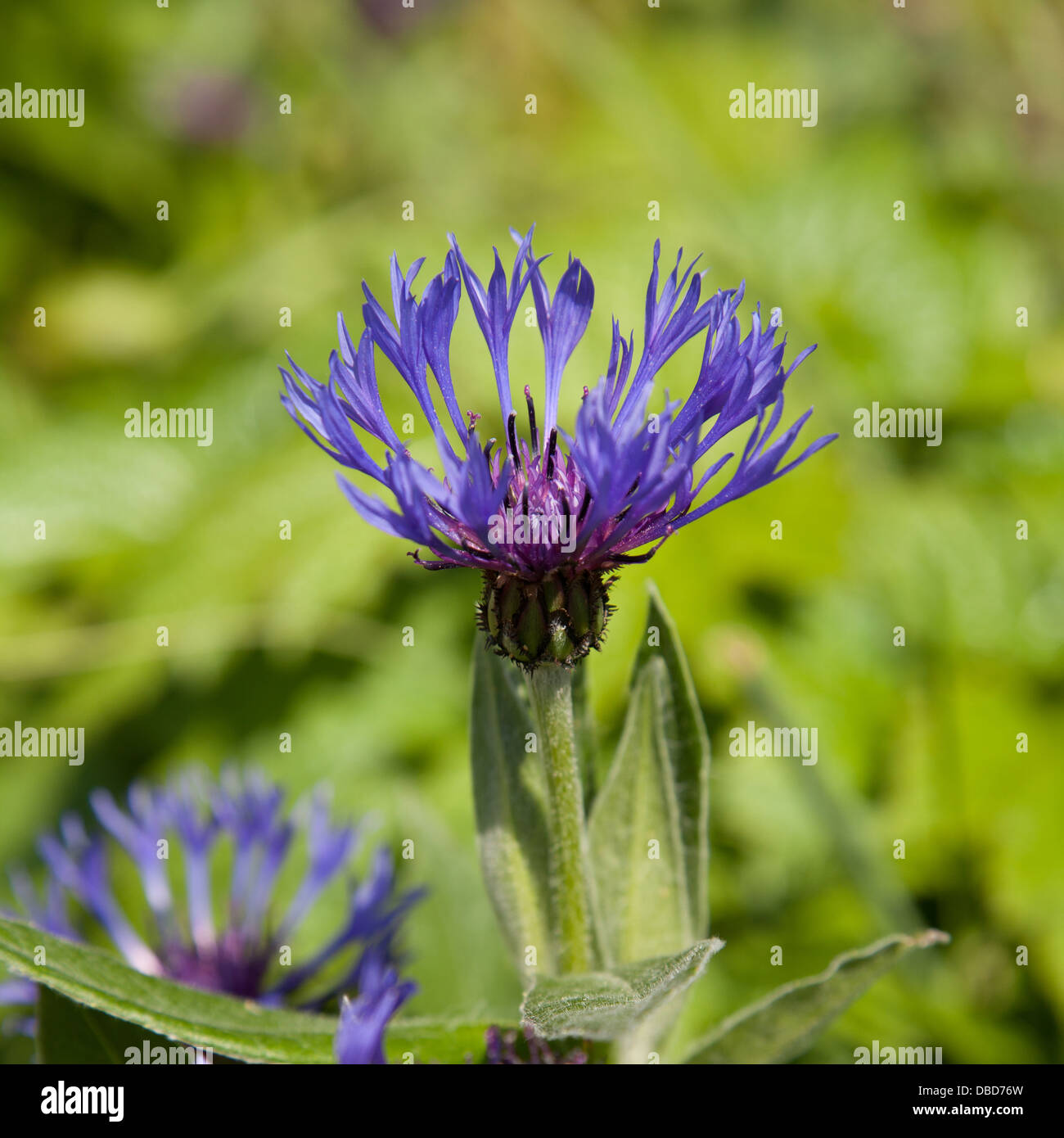 Blue Cornflower centaurea montana in bloom Stock Photo Alamy