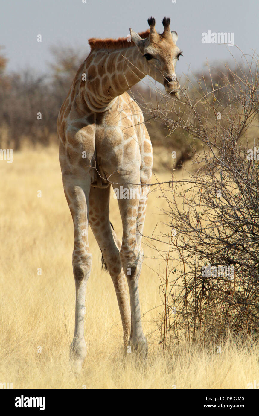 A giraffe in Etosha in the dry season eating from an acacia bush Stock Photo