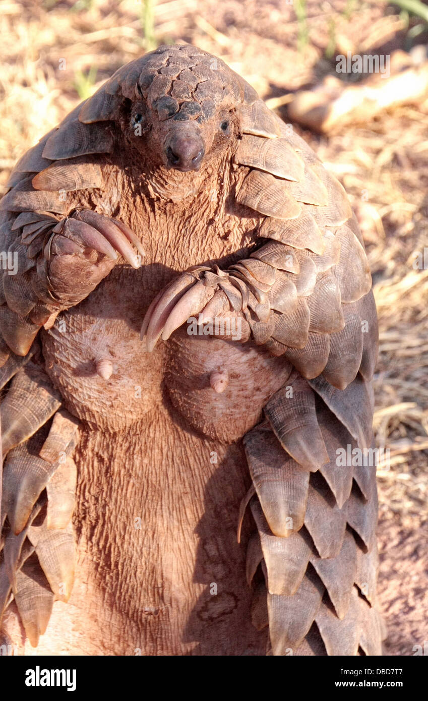 A Rare Cape Pangolin, Foraging in the bush near Otjiwarongo walks on her hind legs showing mammaries full of milk Stock Photo
