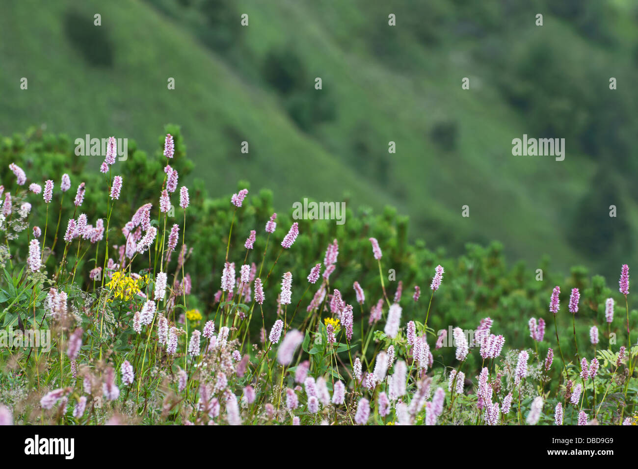 Common bistort (Persicaria bistorta) in a mountains. Stock Photo