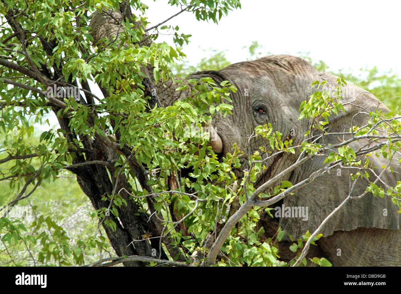 A lone bull elephant in Etosha strips the brances of a mopane tree Stock Photo