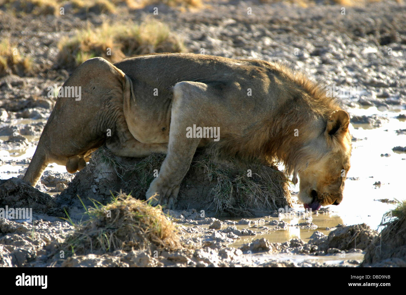 A male lion sprawls on a mound of earth to drink at a muddy puddle in Etosha. Stock Photo