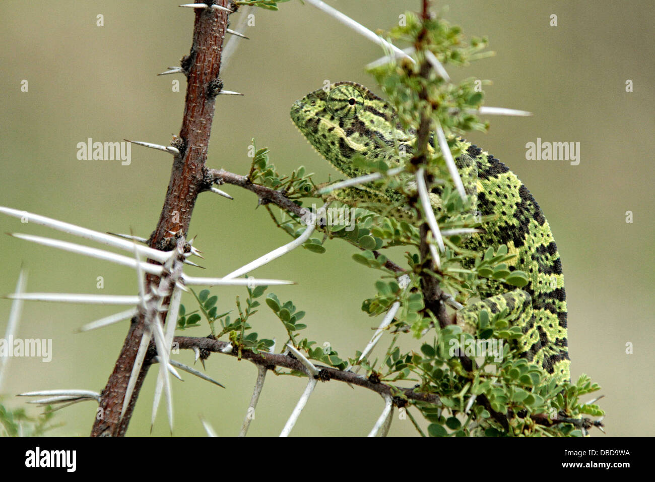 A chameleon climbs in a thorny acacia bush in Etosha Stock Photo
