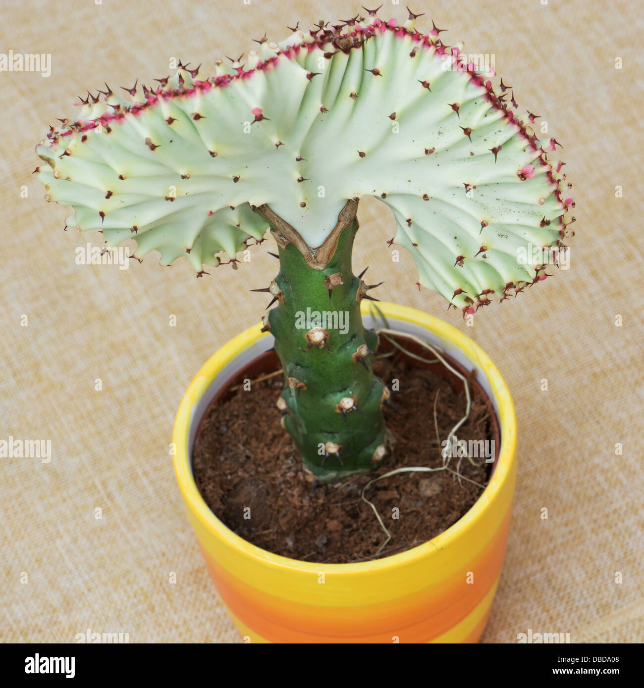 Euphorbia lactea cristata in a colorful flower pot – view from above. Stock Photo