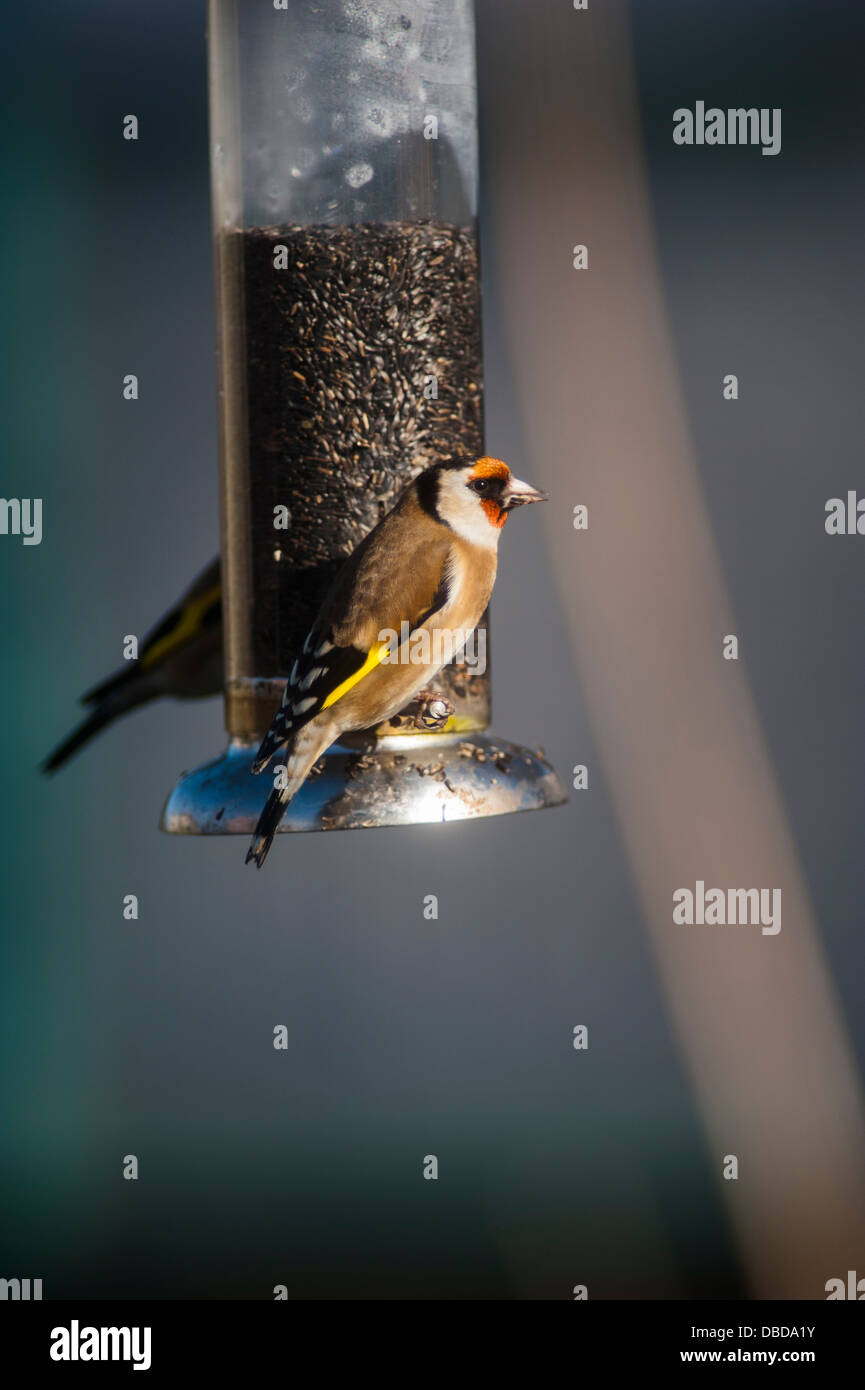 Goldfinch on a nijer seed feeder in the sun Stock Photo