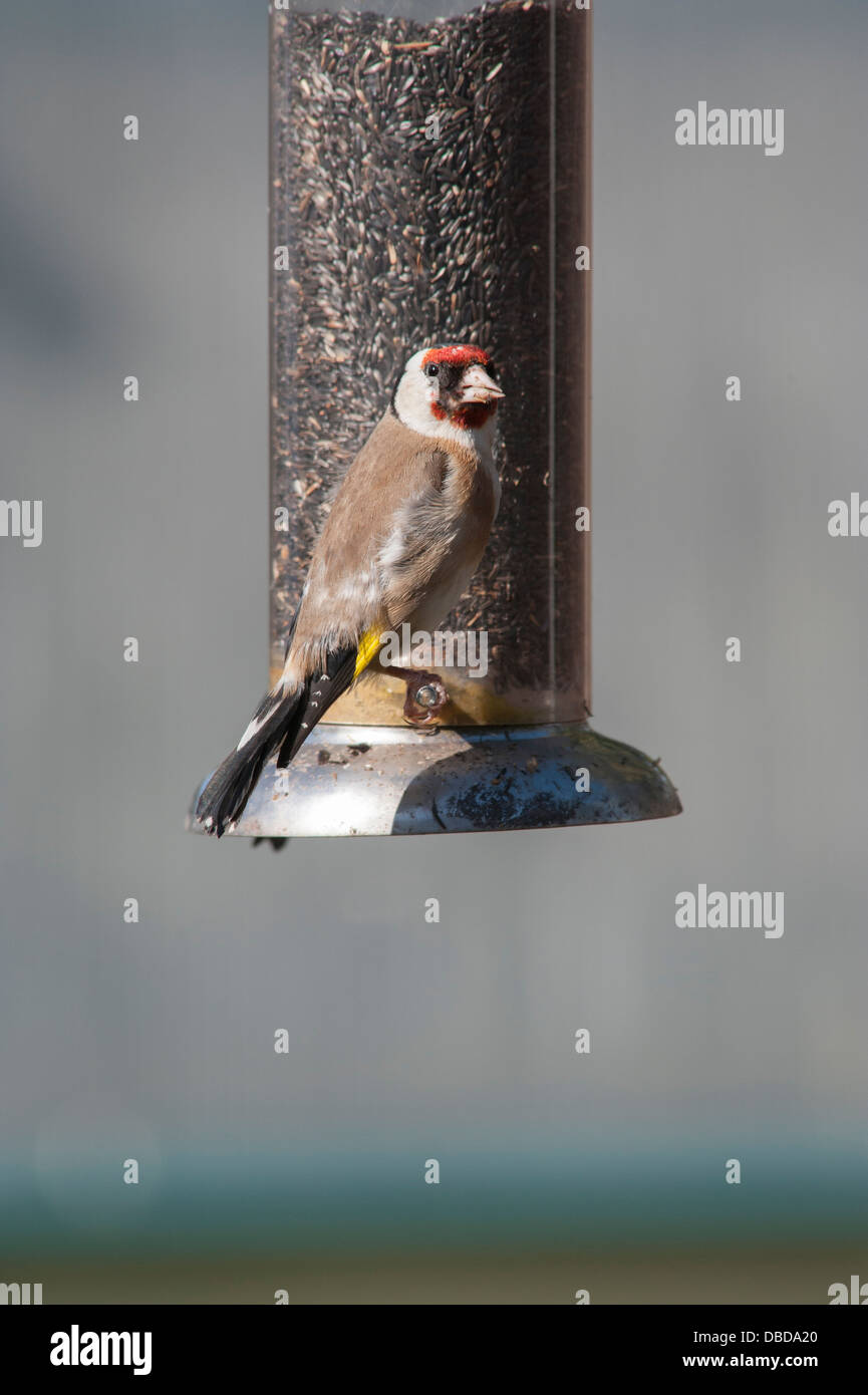 Goldfinch on a nijer seed feeder in the sun Stock Photo