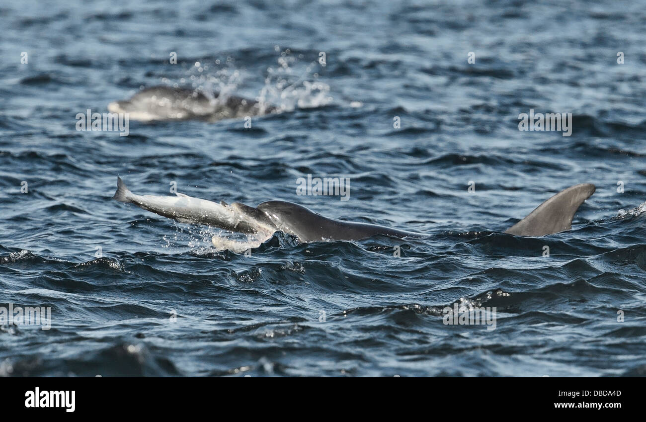 Bottlenose dolphin about to swallow sea salmon. Stock Photo