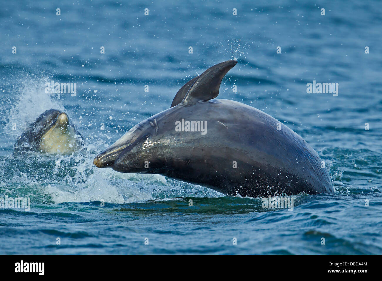 Bottlenose Dolphins chasing salmon at Chanonry Point in Scotland Stock Photo