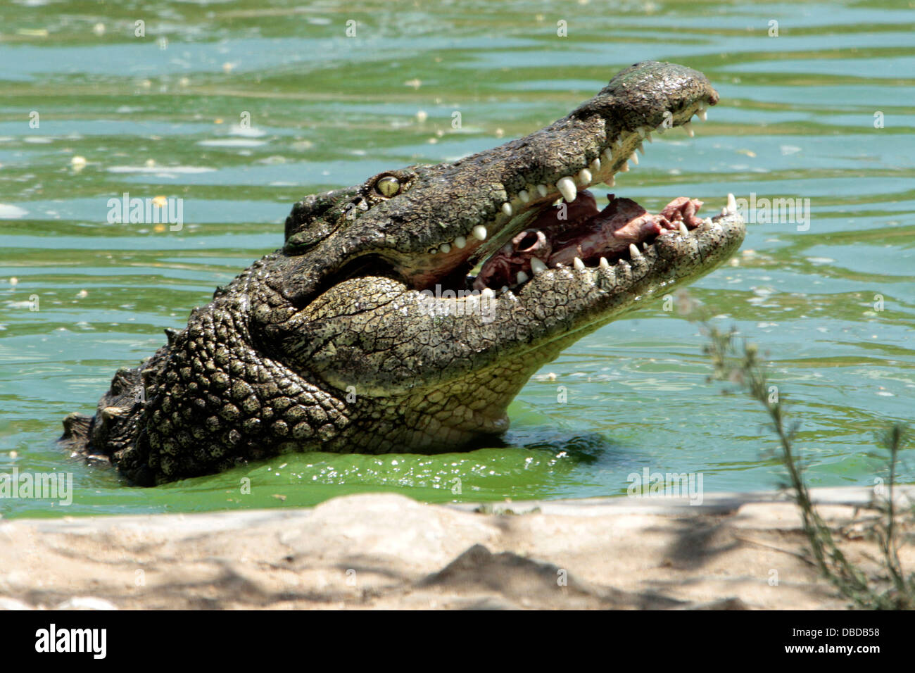 A nile croc feeding at the Otjiwarongo crocodile farm. Stock Photo