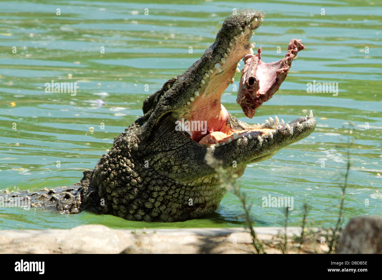 A nile croc feeding at the Otjiwarongo crocodile farm. Stock Photo