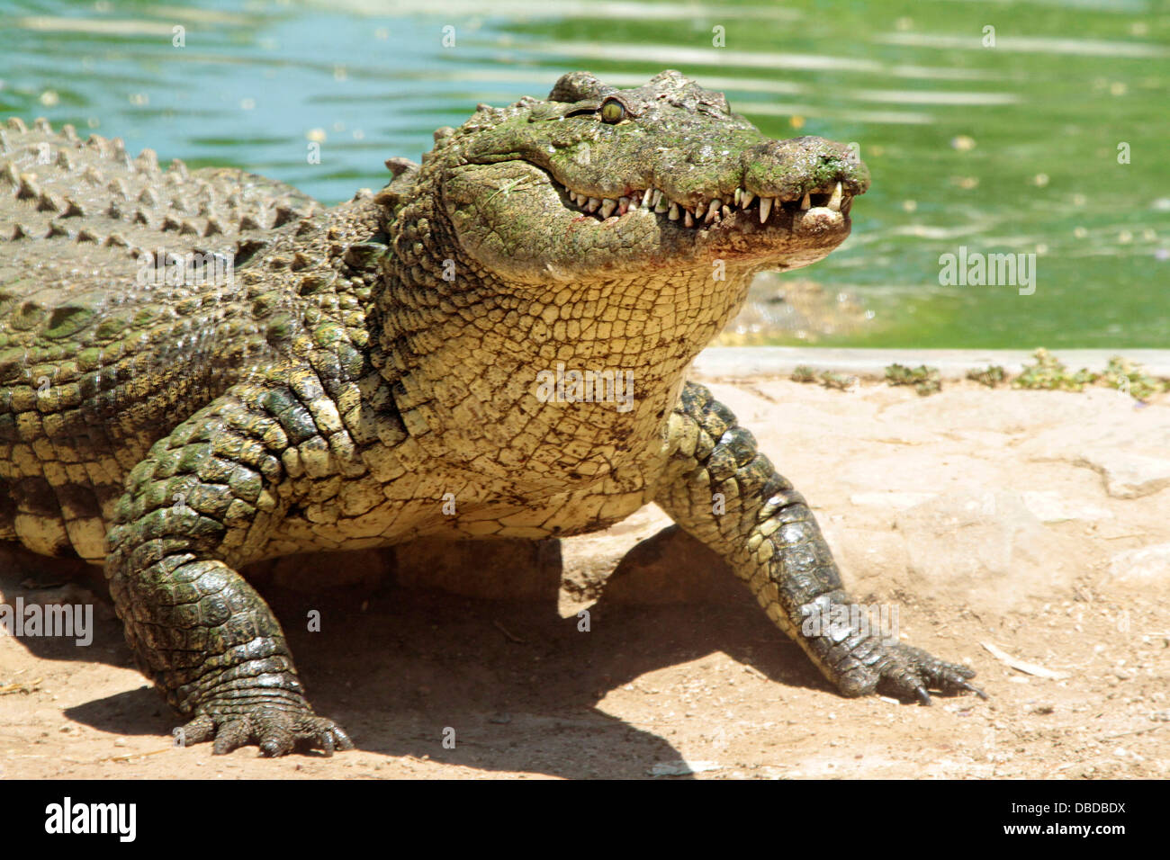 A nile croc ready for action at the Otjiwarongo crocodile farm. Stock Photo