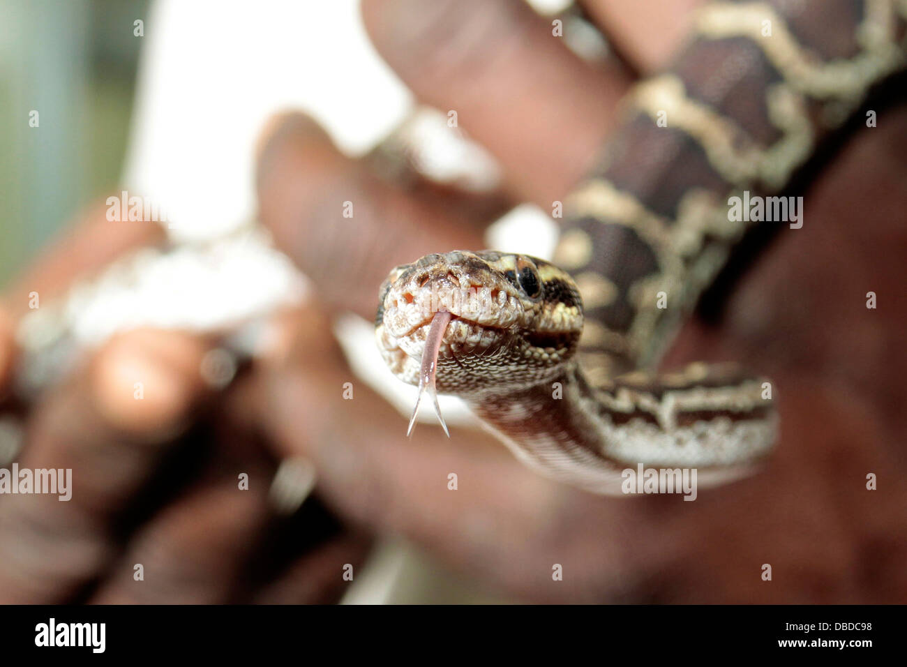 Namibia's rare pygmy python tests the air with its tongue while being ...