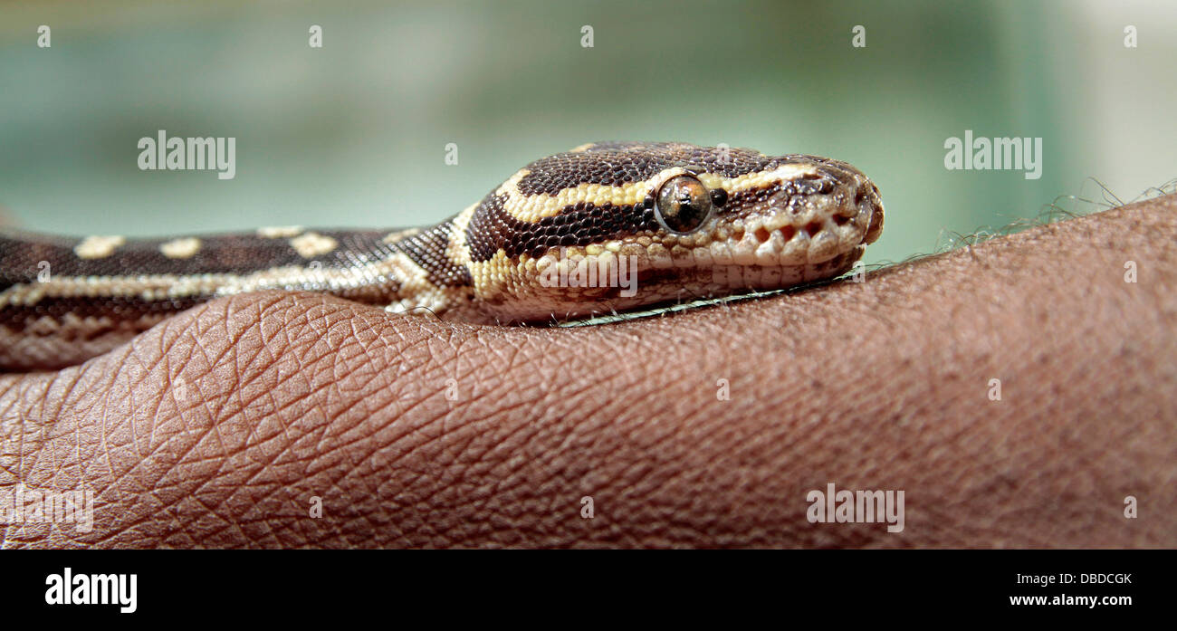 Namibia's rare pygmy python is handled at the Otjiwarongo Crocodile ...