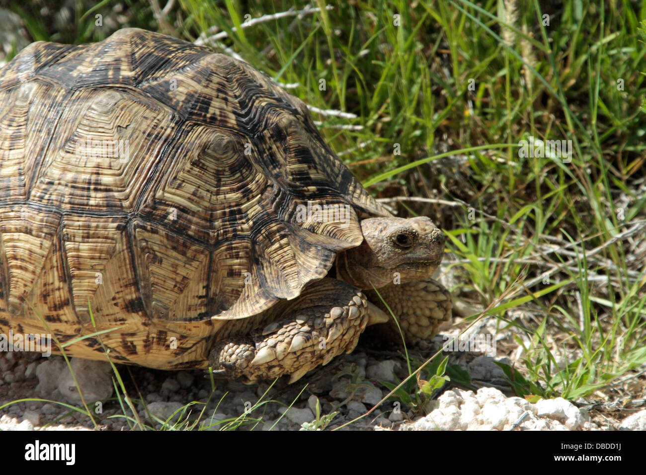 A leopard tortoise, one of Namibia's Little Five Stock Photo - Alamy