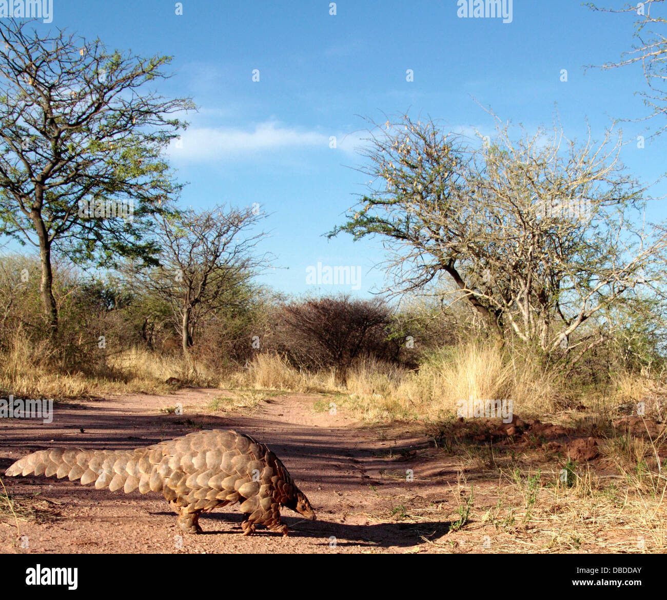 a-rare-and-endangered-cape-pangolin-forages-in-the-namibian-bush-stock