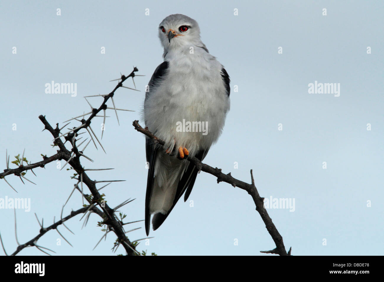 A black shouldered kite sitting hunting from an acacia bush in Etosha Stock Photo