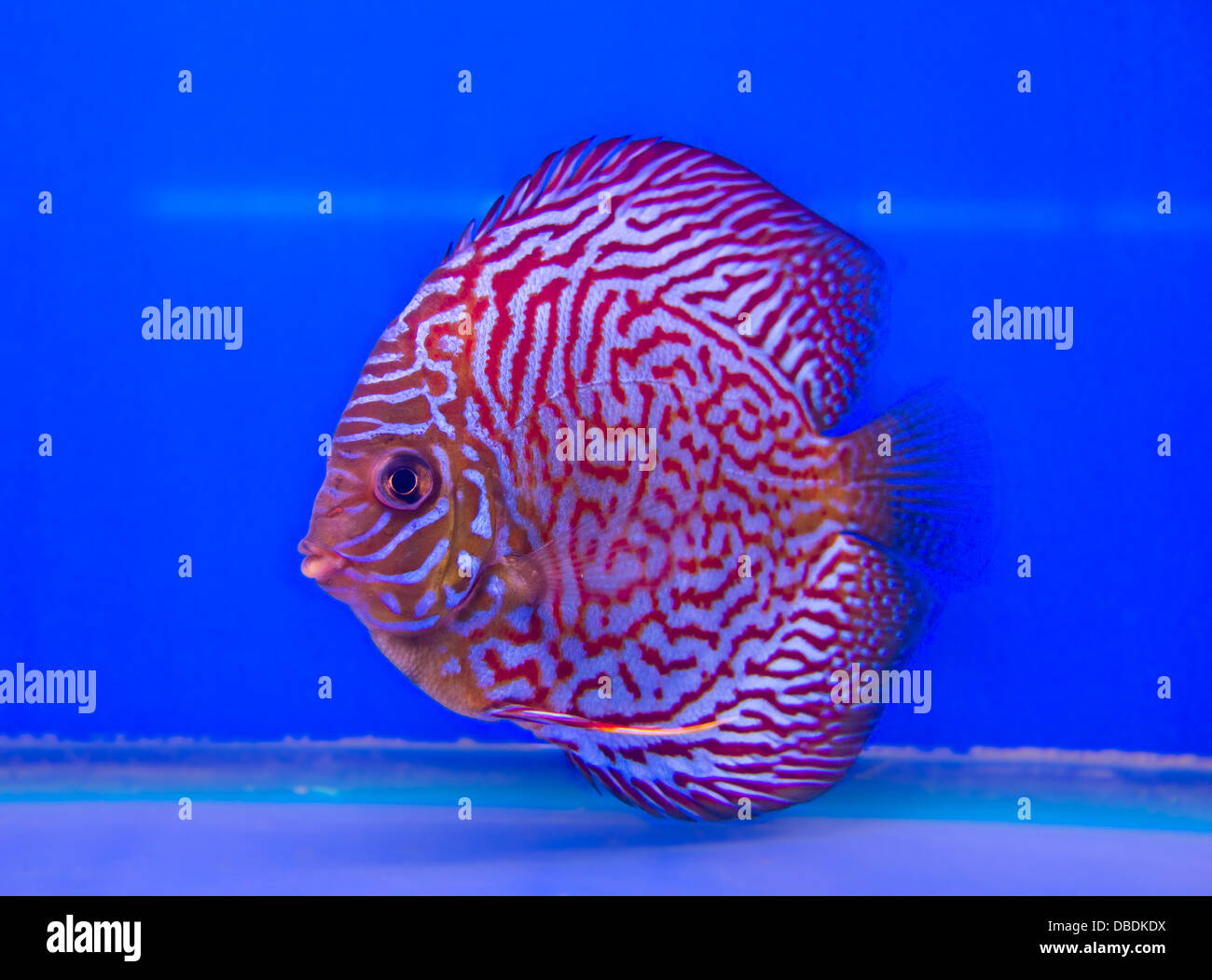 Pompadour (Discus) fish in a fish tank Stock Photo