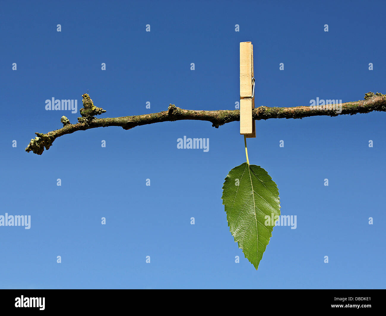 last green leaf hanging on a dry tree branch fixed by wooden clothes peg against blue sky global warming concept Stock Photo
