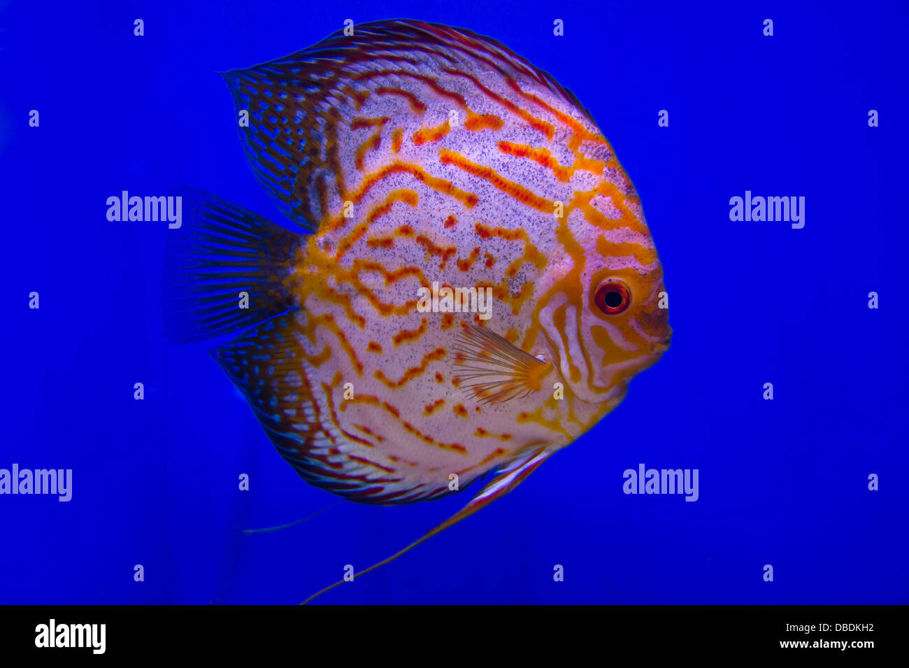 Pompadour (Discus) fish in a fish tank Stock Photo