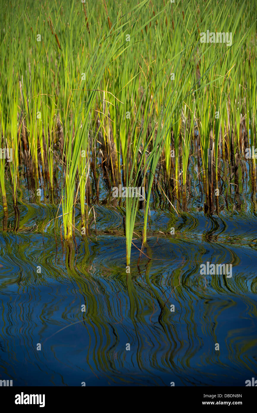Reeds island hires stock photography and images Alamy