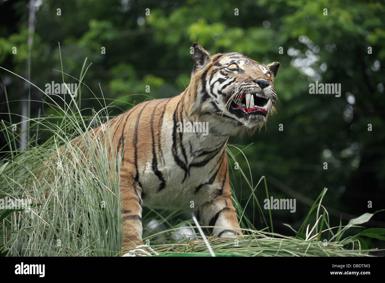 Dhaka,Bangladesh. 29th July 2013. International Tiger day is observed marking the day as 'Save Tiger Day'. Tigers have been enigmatic symbols of power, beauty, stealth, strength and survival in Asian cultures and wilderness for centuries.  Tigers have been enigmatic symbols of power, beauty, stealth, strength and survival in Asian cultures and wilderness for centuries. More recently, the world’s largest cat has been celebrated on International Tiger Day, held annually on July 29.   Credit:  zakir hossain chowdhury zakir/Alamy Live News Stock Photo