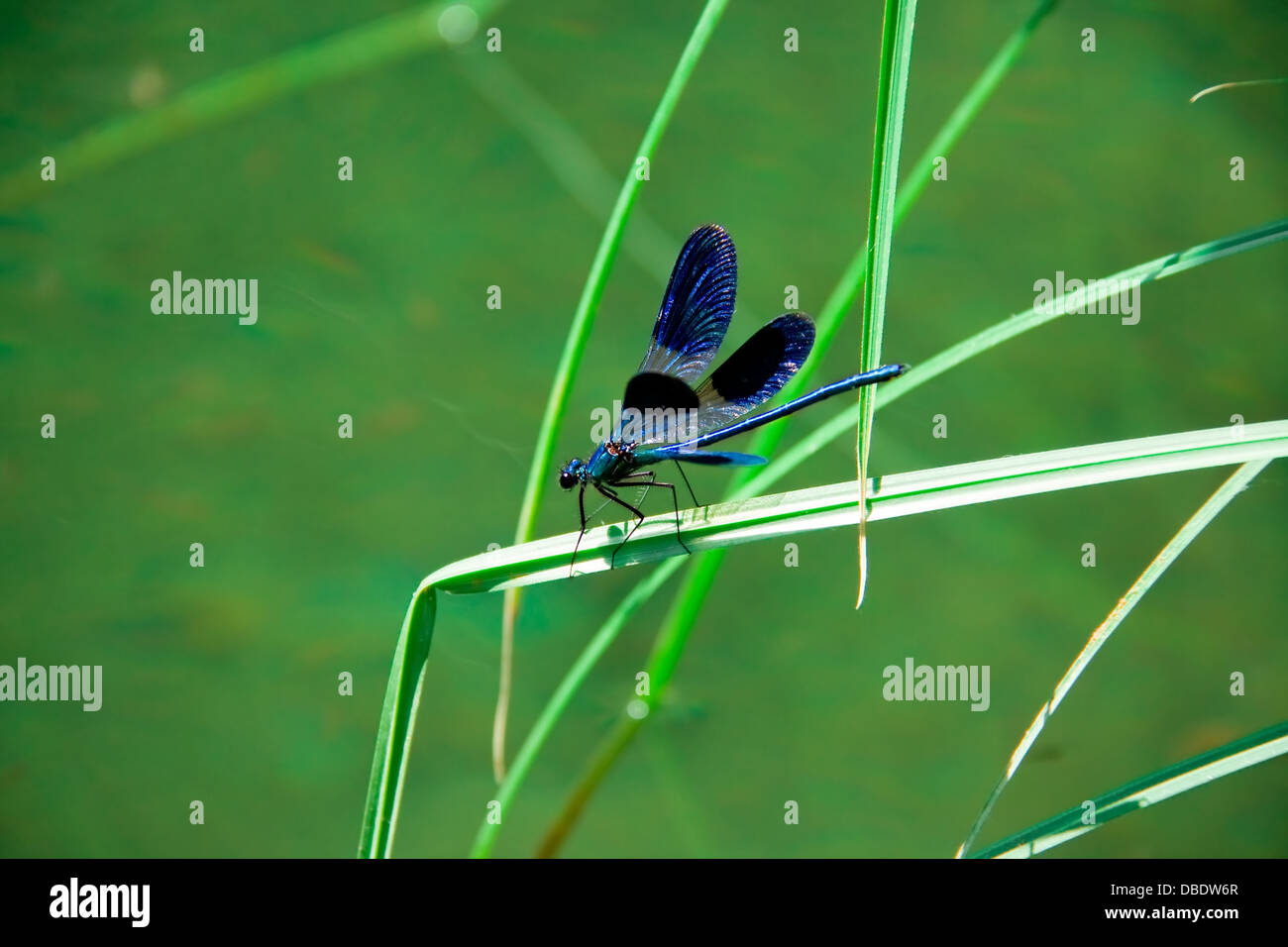blue vivid dragonfly on green leaf Stock Photo
