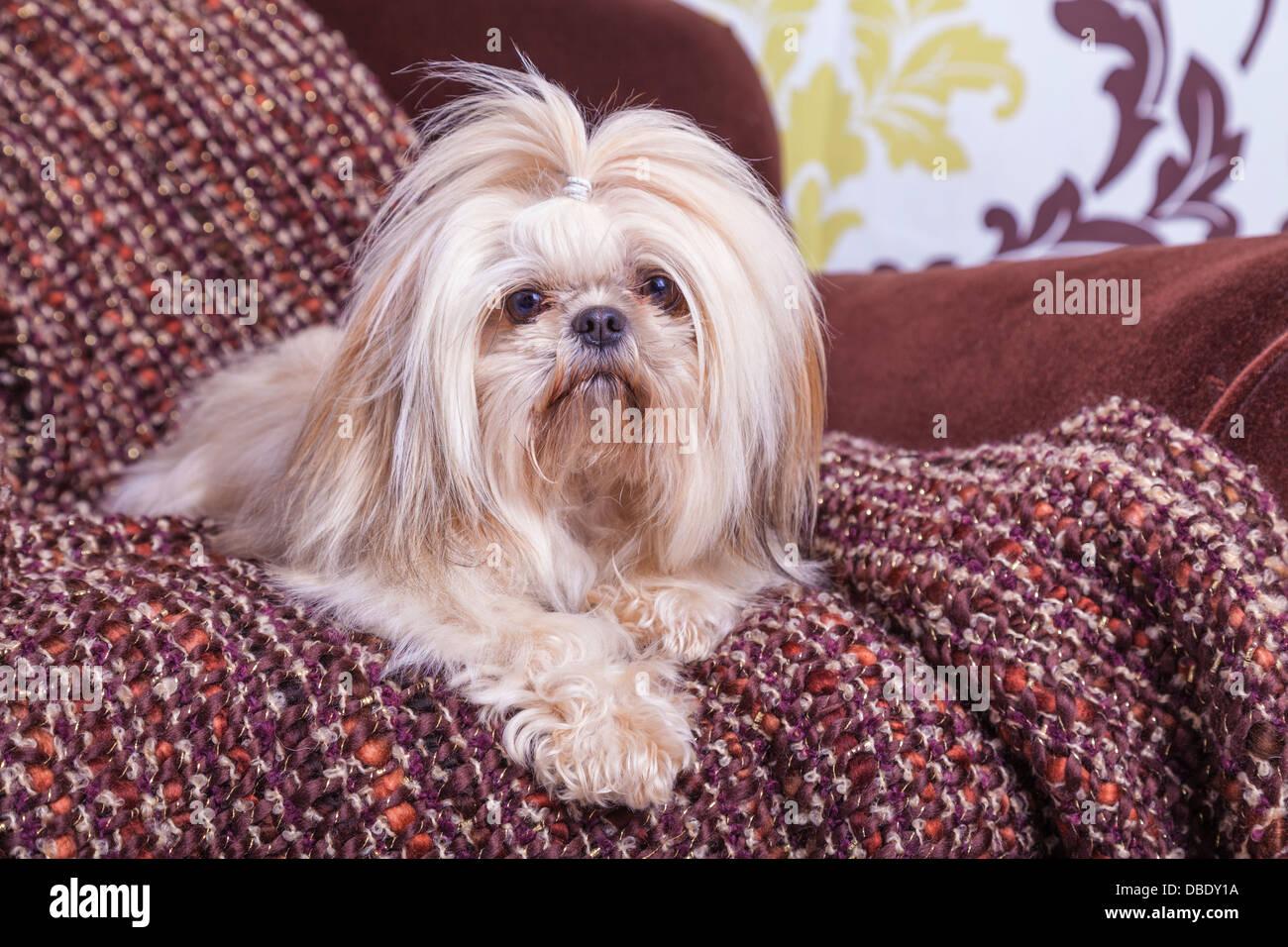 Long hair shih tzu hi res stock photography and images Alamy