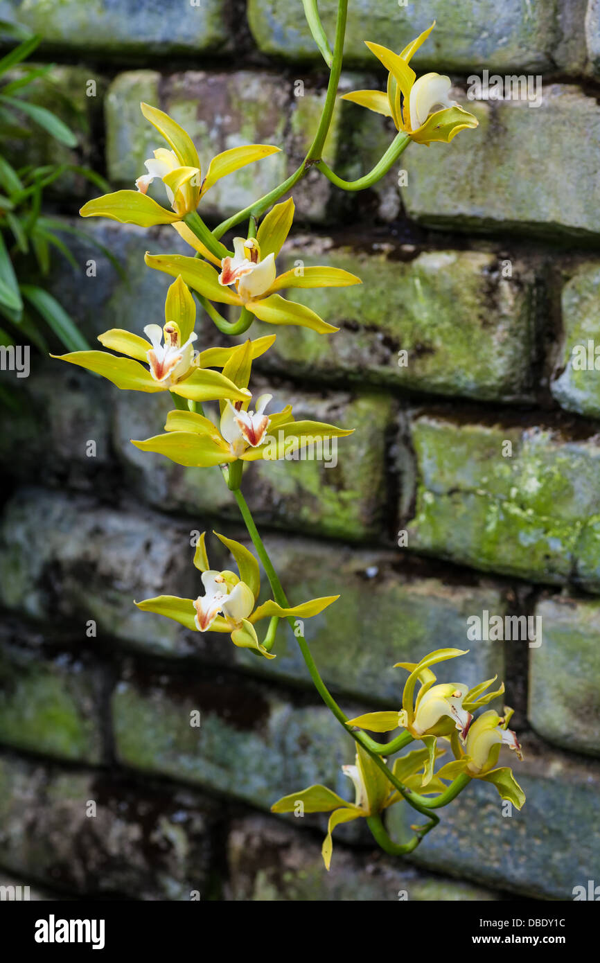 Beautiful blooms of conservatory grown orchids. Stock Photo