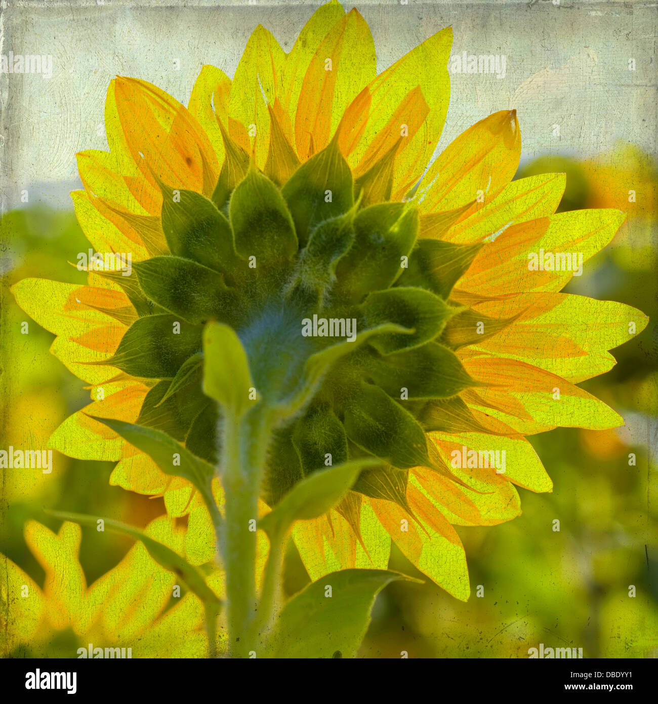 Abstract textured macro image of a sunflower with vintage feel Stock Photo