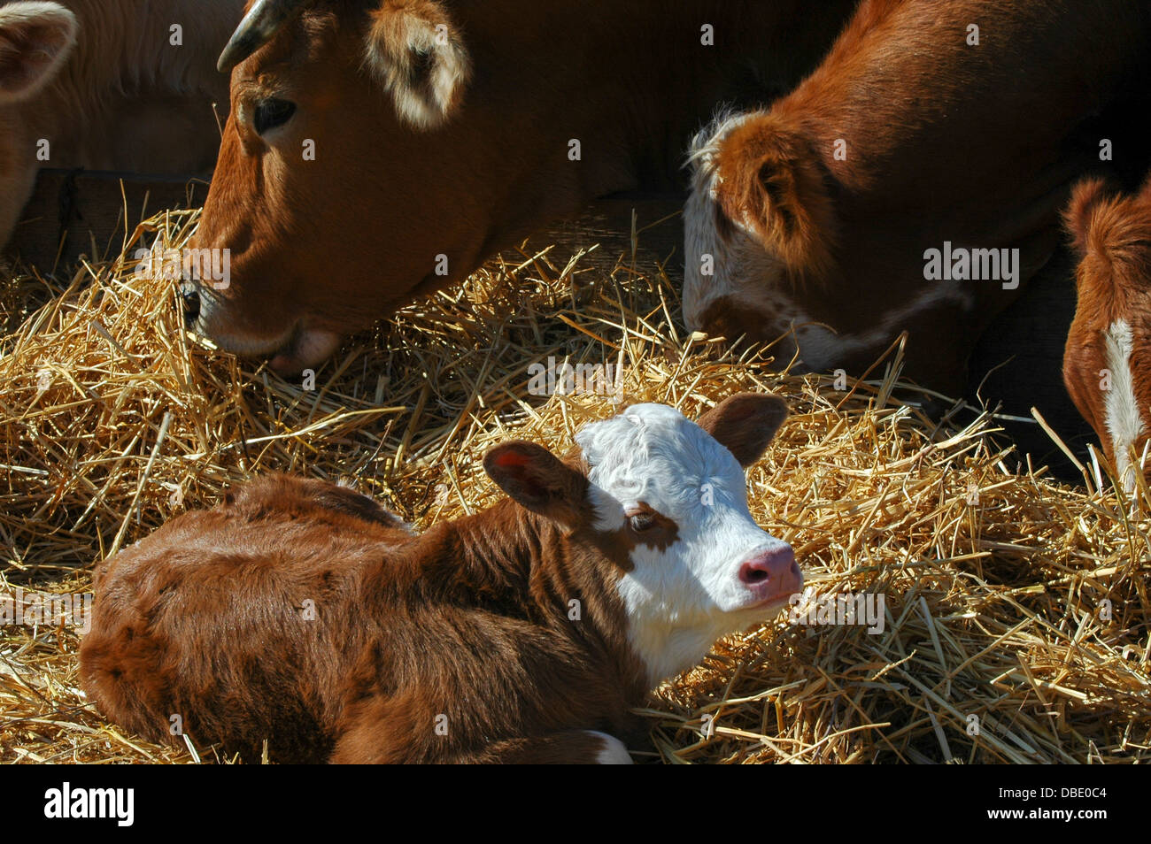 Cow and young calf on a farm. Photographed in Israel Stock Photo - Alamy