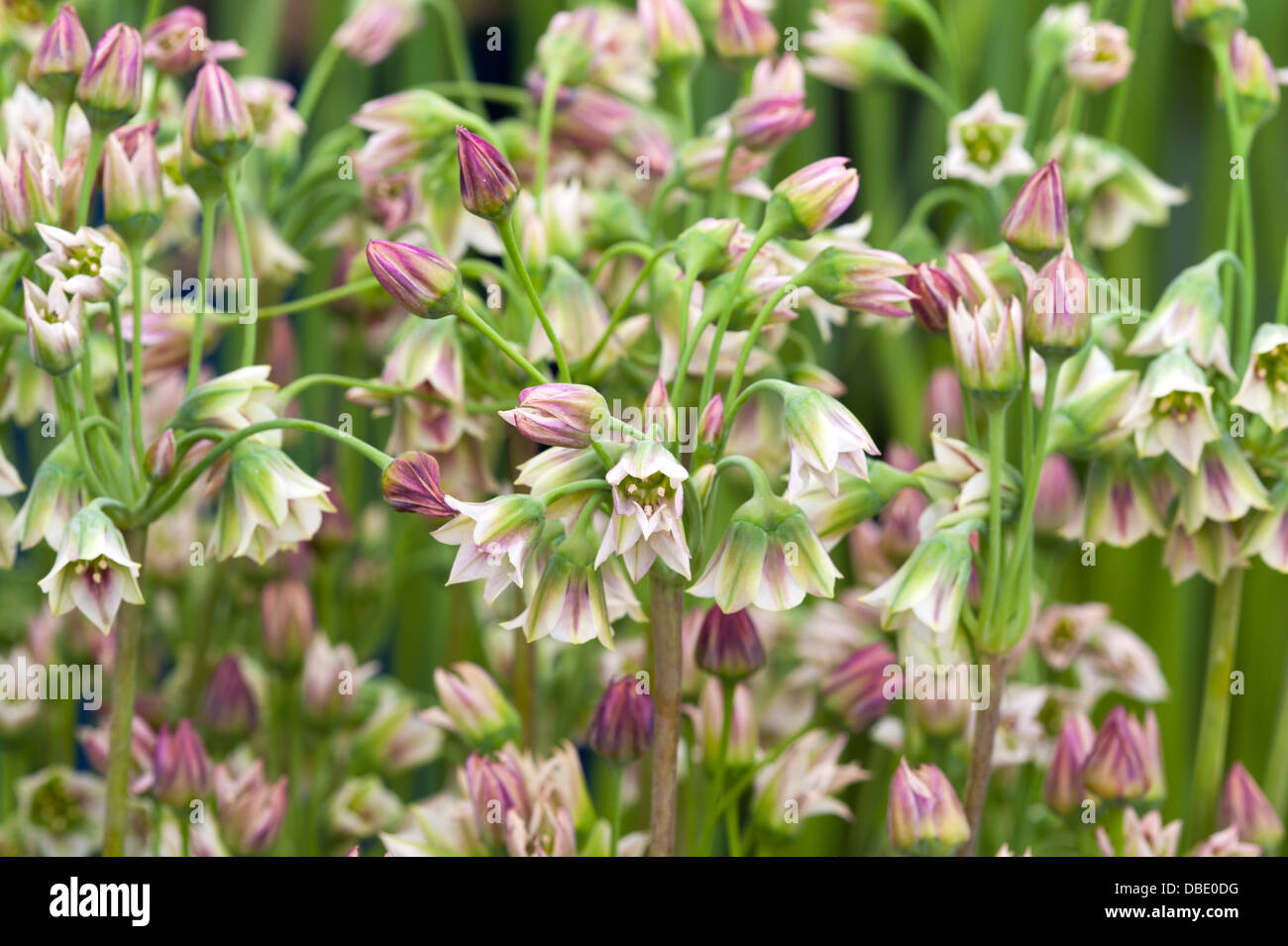 nectaroscordum siculum bulgaricum Stock Photo