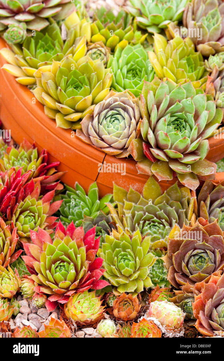 sempervivum or houseleeks mixed planting in a container made from broken teracotta pots Stock Photo