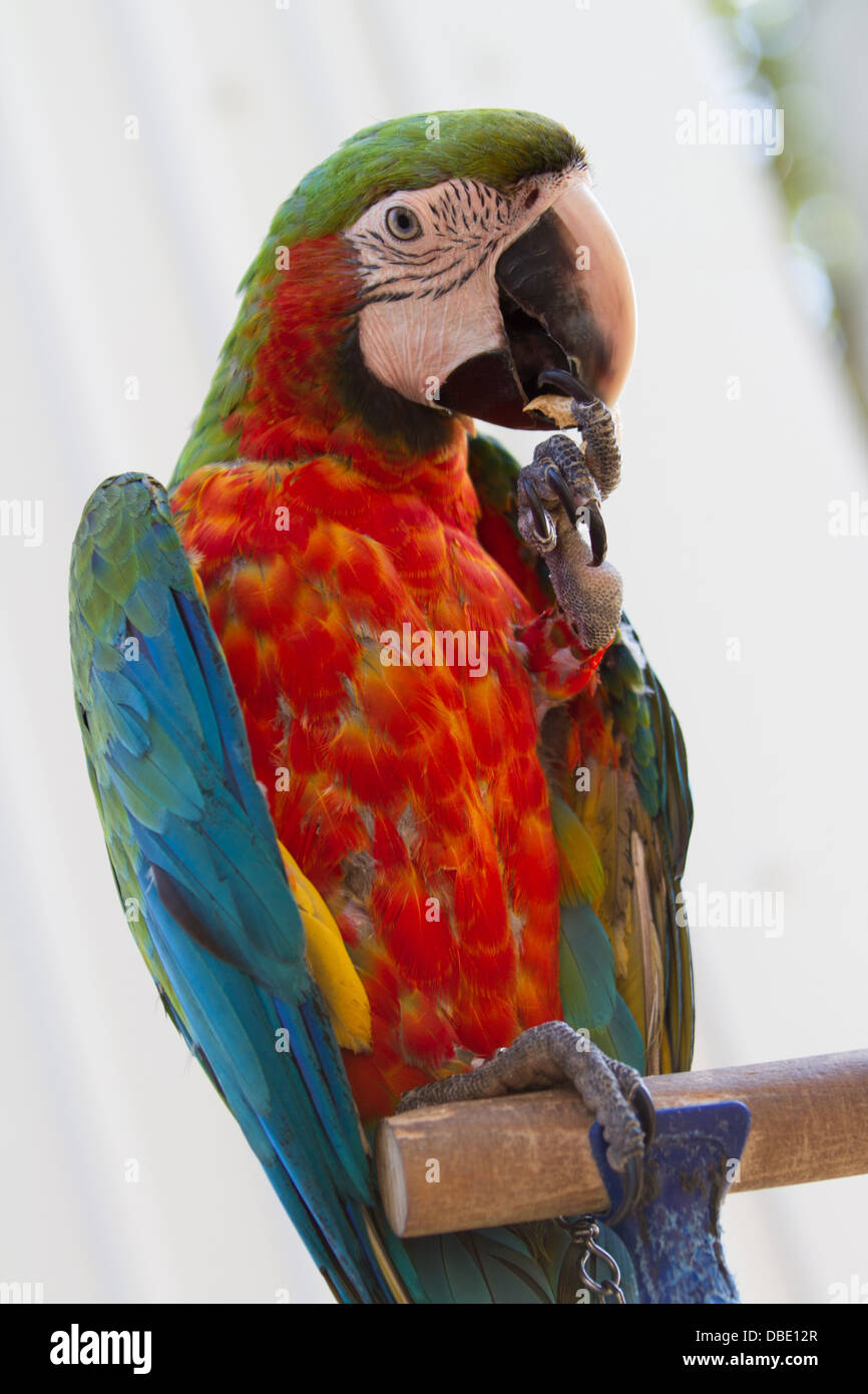 Photo of toripcal macaw parrot on a chain Stock Photo
