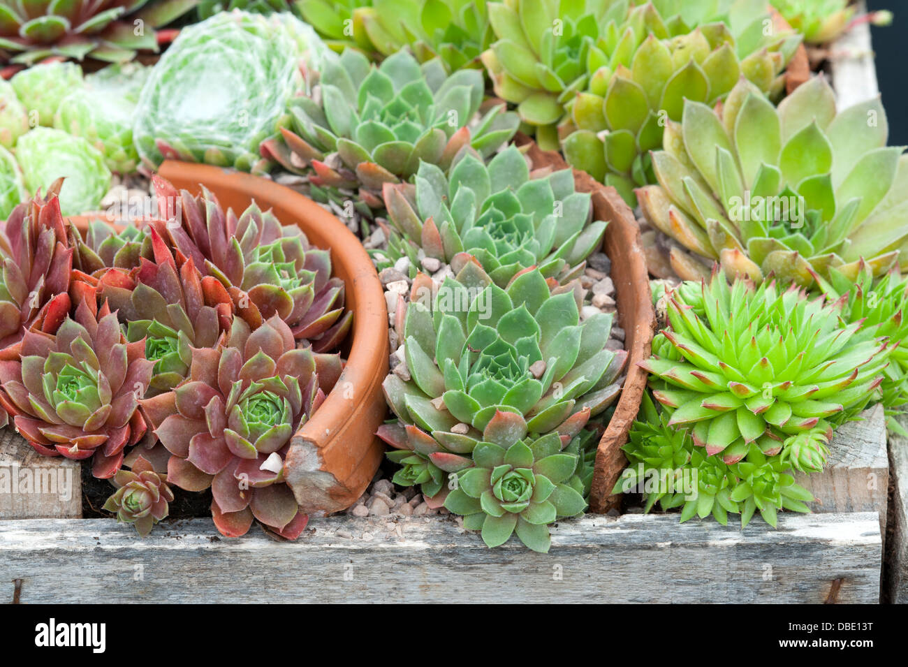 mixed sempervivum in variety planted in broken teracotta pots and wooden crate Stock Photo