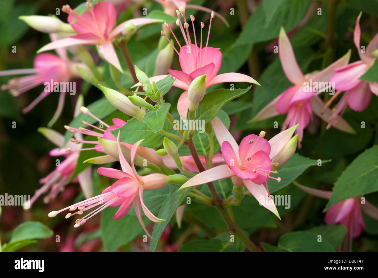 fuchsia walz jubelteen Stock Photo