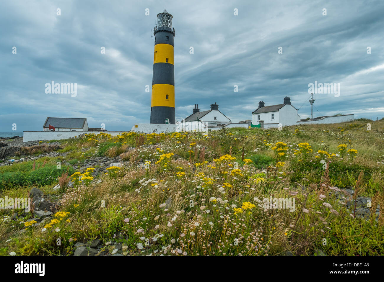 St John's Point Lighthouse in County Down Northern Ireland shown against stormy gray clouds with grassland and wild flowers in t Stock Photo