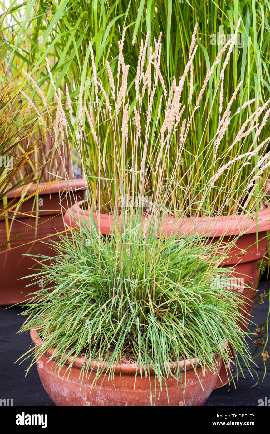 koeleria glauca grass in a teracotta container Stock Photo