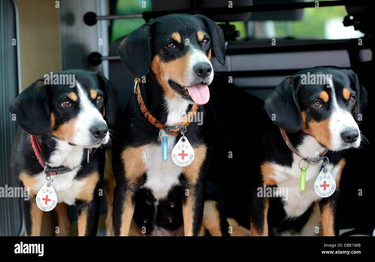 Rescue dogs wait for the beginning of their training in Stuttgart, Germany, 21 June 2013. The training of rescue dogs of the German Red Cross (DRK) is complex and takes alot of effort. Photo: Franziska Kraufmann Stock Photo
