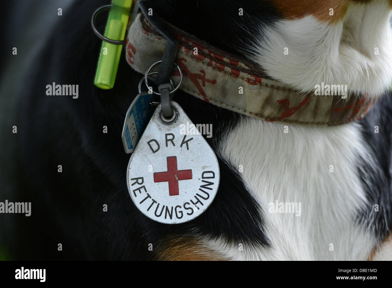 A tag with the lettering 'DRK rescue dog' is attached to the collar of a rescue dog in Stuttgart, Germany, 21 June 2013. The training of rescue dogs of the German Red Cross (DRK) is complex and takes alot of effort. Photo: Franziska Kraufmann Stock Photo